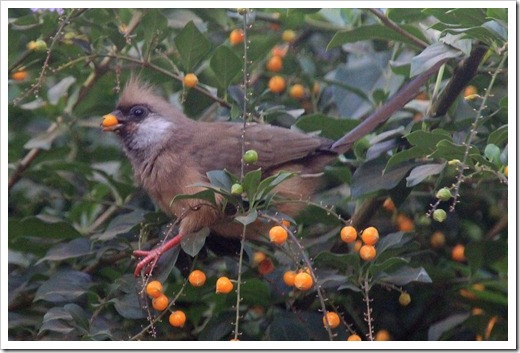 チャイロネズミドリ(Speckled Mousebird)