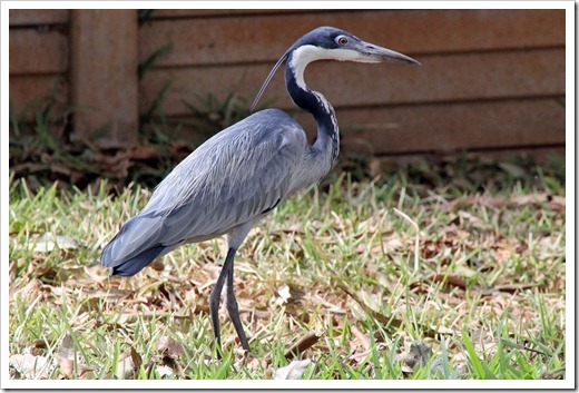 アオサギ (Grey Heron)