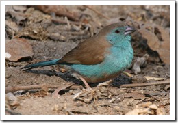 フナシセイキチョウ (Blue Waxbill)　自宅付近